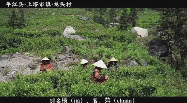 大分”！多名大V博主争相打卡凯发k8国际首页登录岳阳“上(图3)